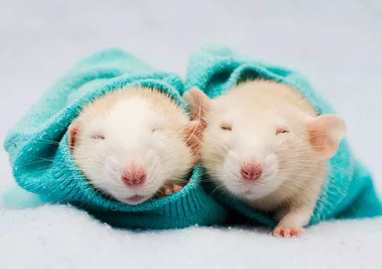 Two rats curl in a blue sweater