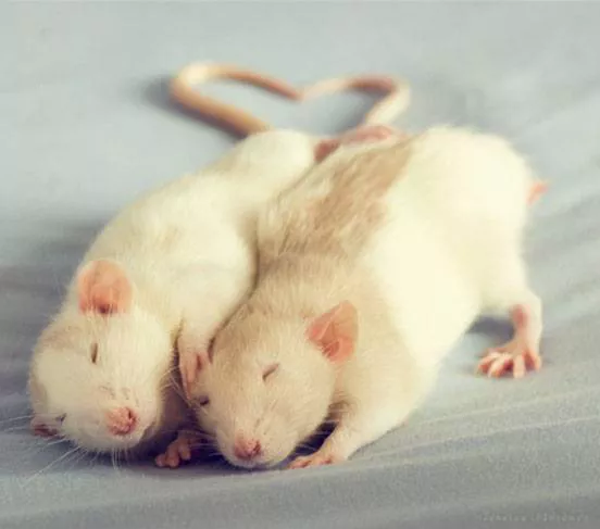 Rats cuddling together