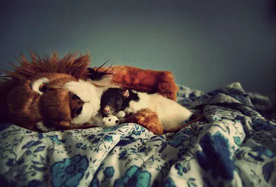 A rat on a bed cuddles with a giant stuffed lion