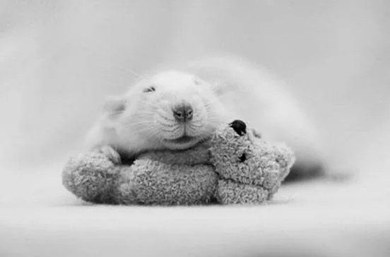 A rat snuggles with a tiny teddy bear in a black and white photograph