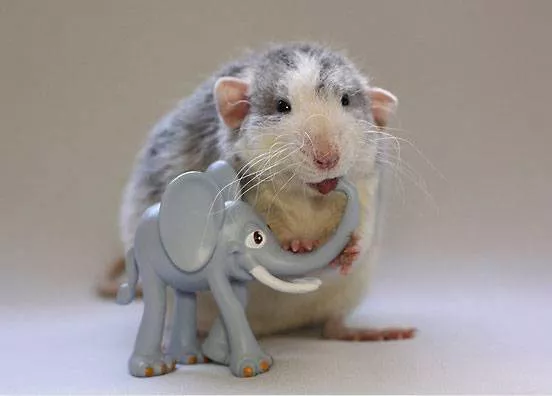 A rat chews on a toy elephant's trunk