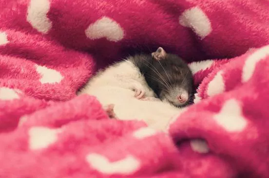 A rat sleeps in a heart blanket