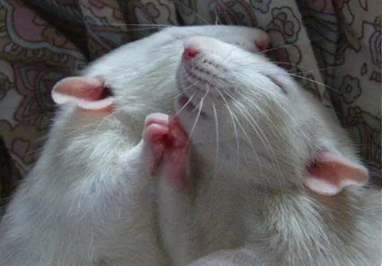 Two rats hold paws while they sleep