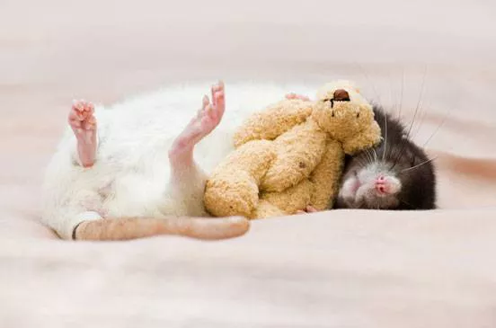 A rat curls up with a yellow teddy bear on a pink blanket