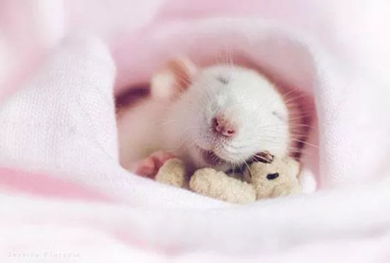 A rat sleeps in a pink blanket with a tiny teddy bear