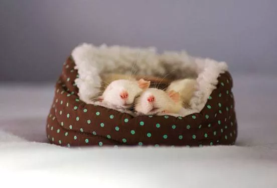 Rat sleep in a tiny pet bed