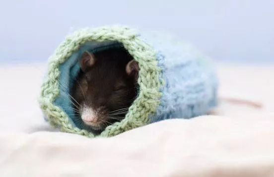 A rat sleeps curled up in a tube of yarn