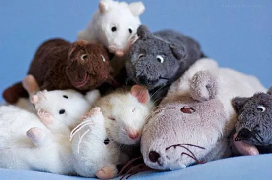 A rat sleeps in a pile of toy rats