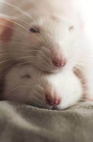 Two rats nap on top of each other