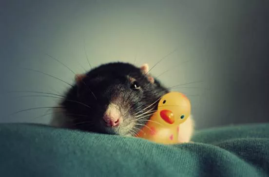 A rat sits on a towel with a small rubber ducky