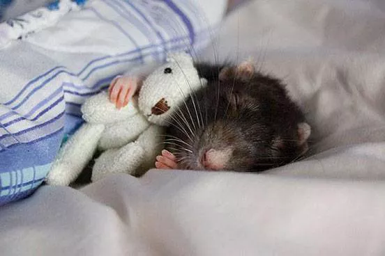 A rat curls up with a teddy bear and a blanket