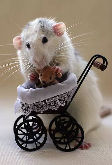 A rat places a teddy bear in a tiny baby carriage