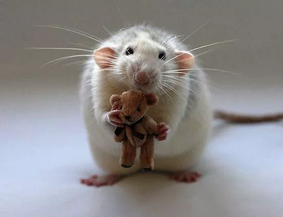 A rat holds a teddy bear