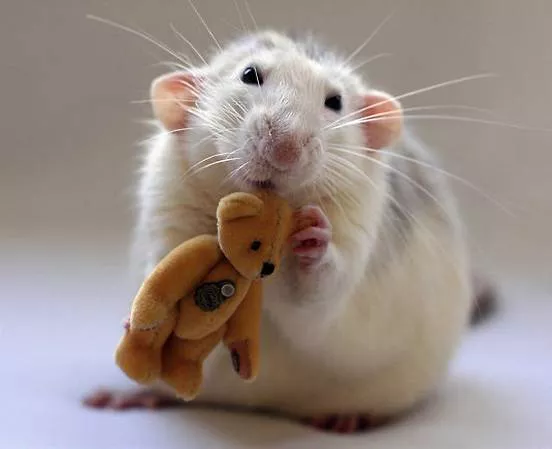 A white rat holds a golden teddy bear