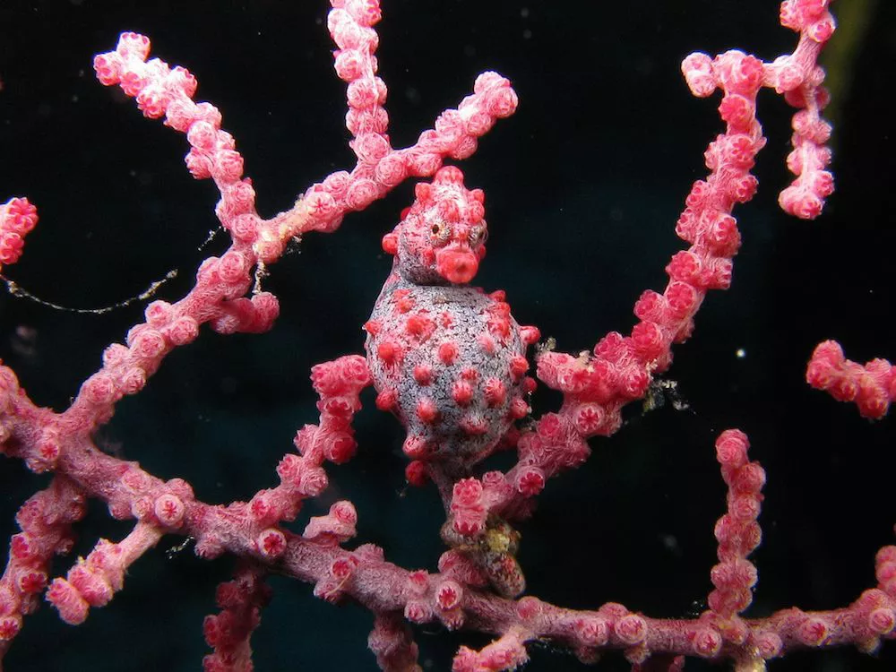 white seahorse with rounded belly and pink protrusions in near center of picture blending in with the pink fan coral it anchored to with tail