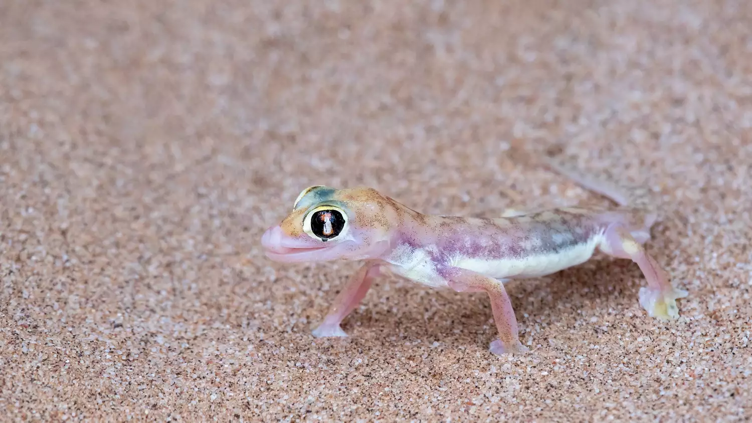 Palmatogecko (Pachydactylus rangei)