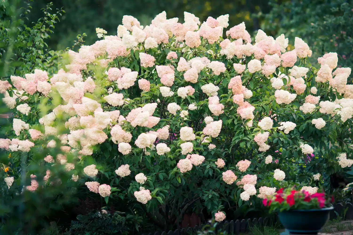 panicle hydrangea bush