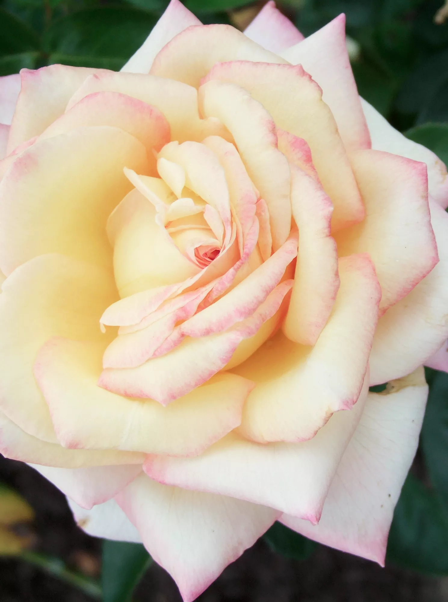 Peace Hybrid tea rose