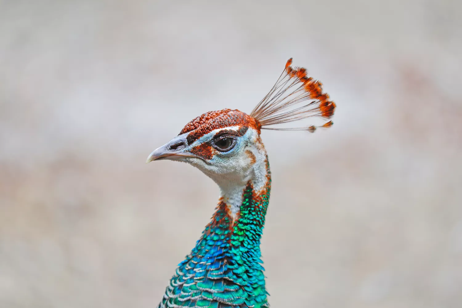 Portrait of peacock's head feathers