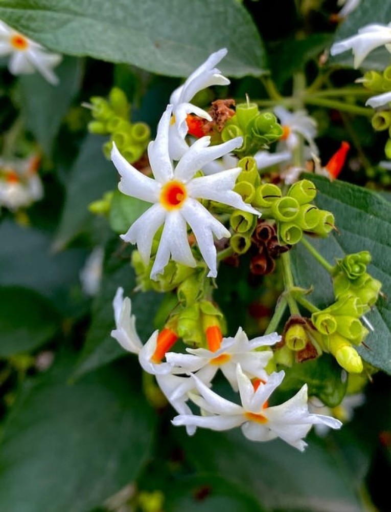 Royal Nature Parijat/Harsingar Plant Price in India - Buy Royal Nature  Parijat/Harsingar Plant online at Flipkart.com