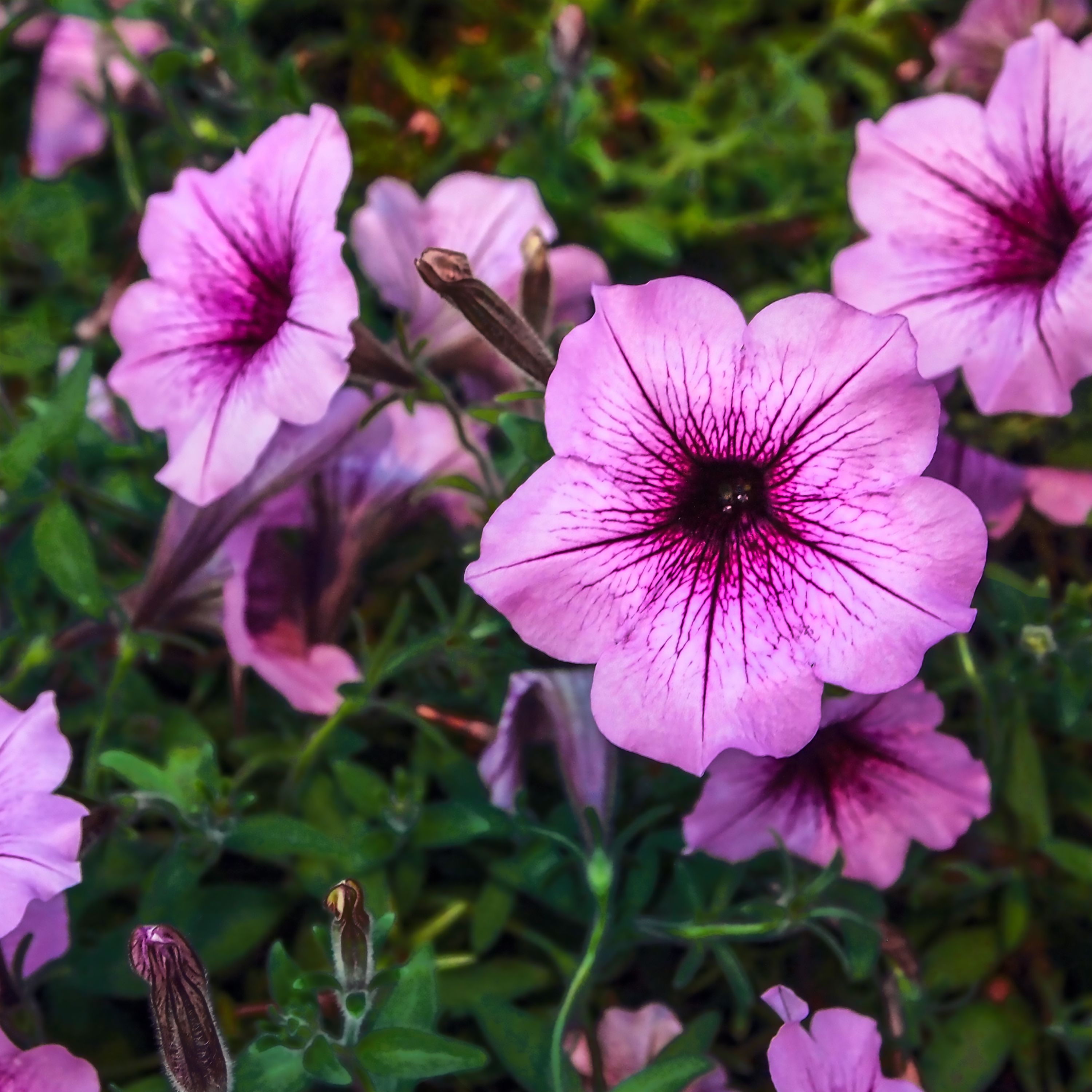 Petunias