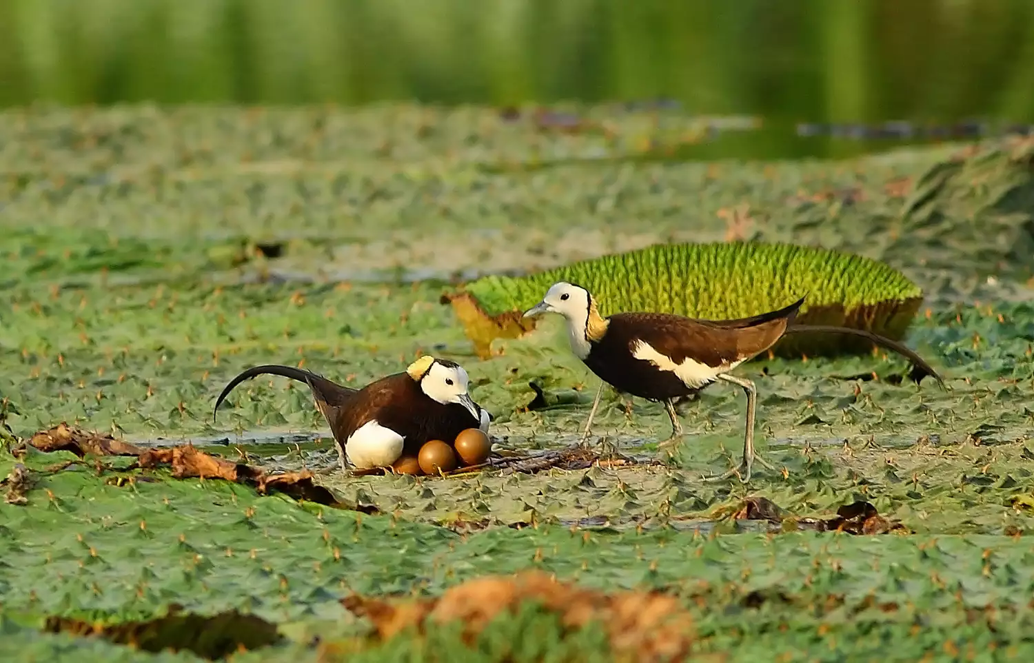 Pheasant-tailed jacana