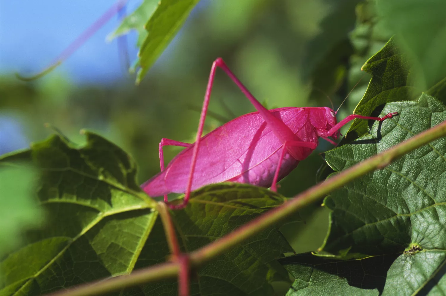 Pink Katydid walking on a vine