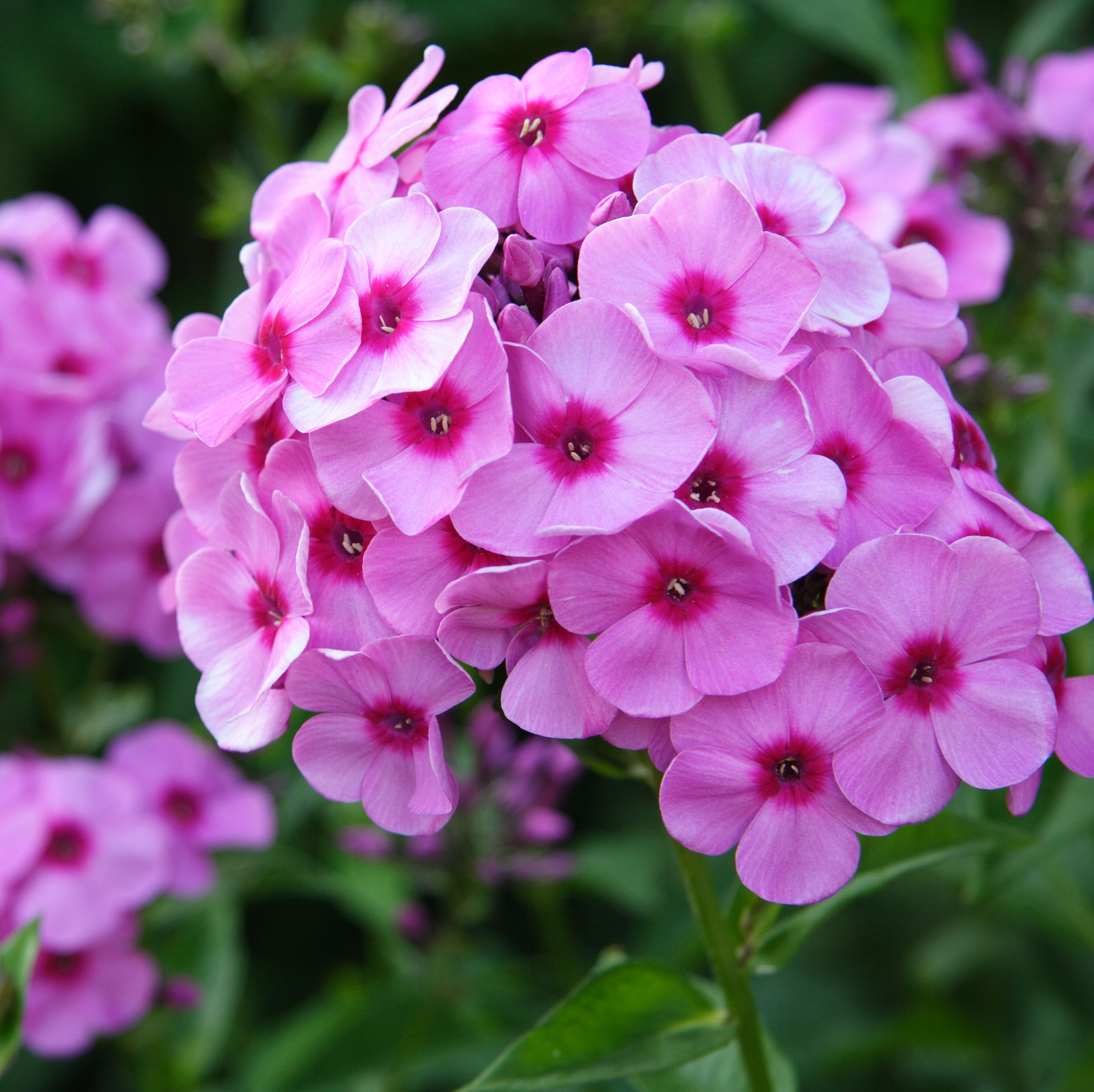 pink phlox 2