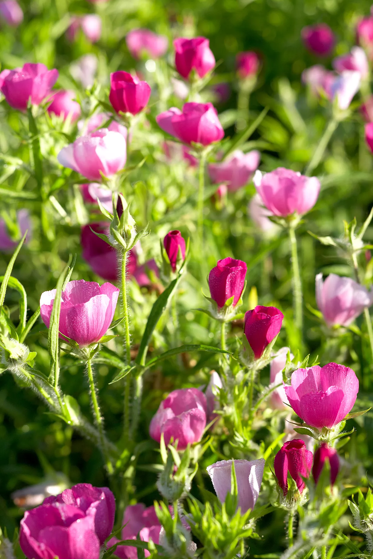 Pink and purple flowers in field
