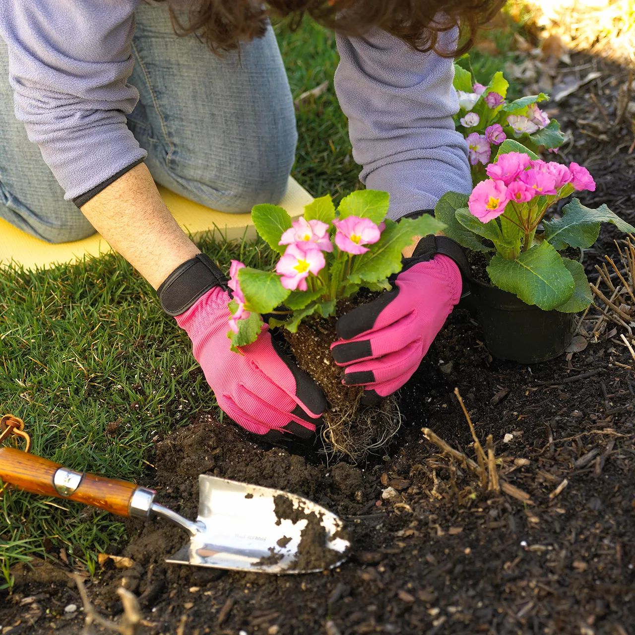 woman planting pink flowers into soil