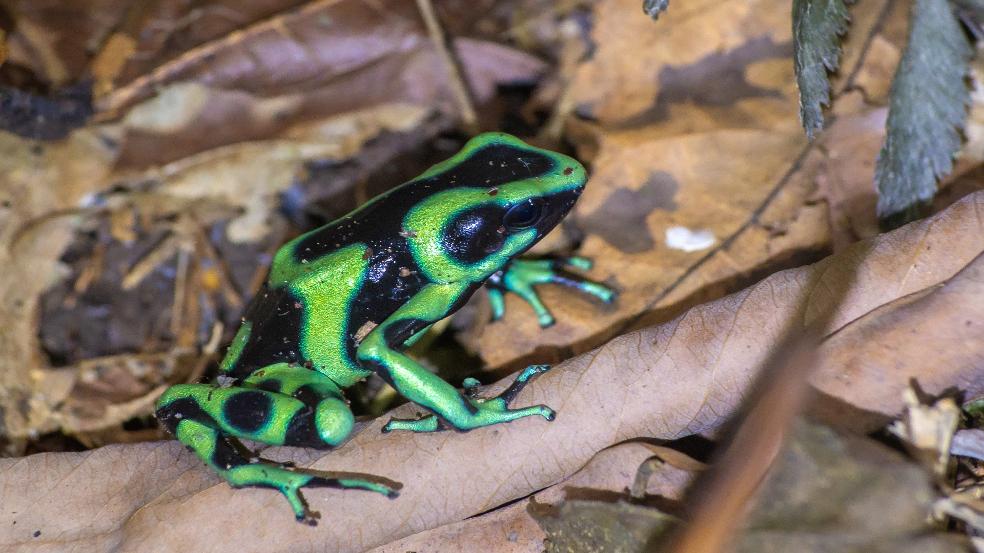 poison dart frog