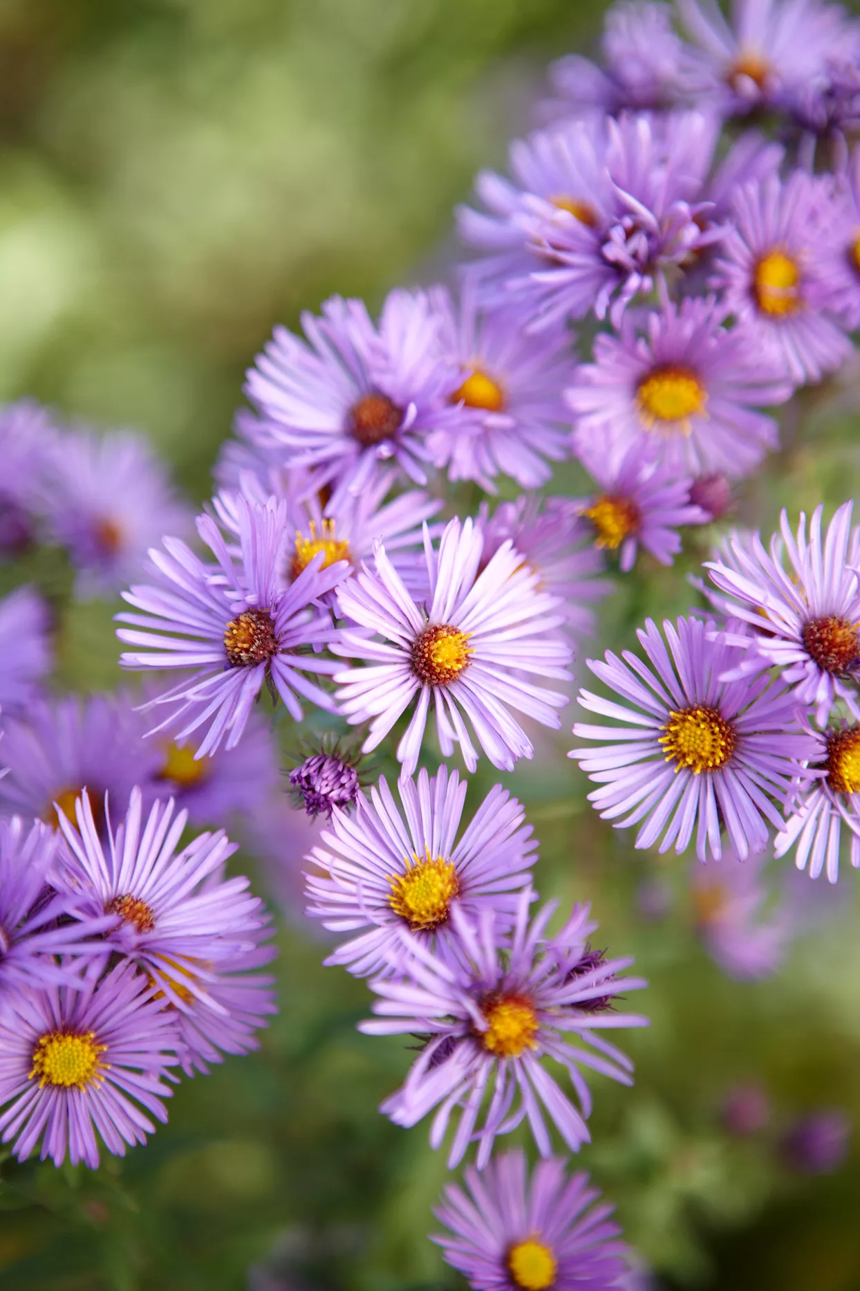 purple asters