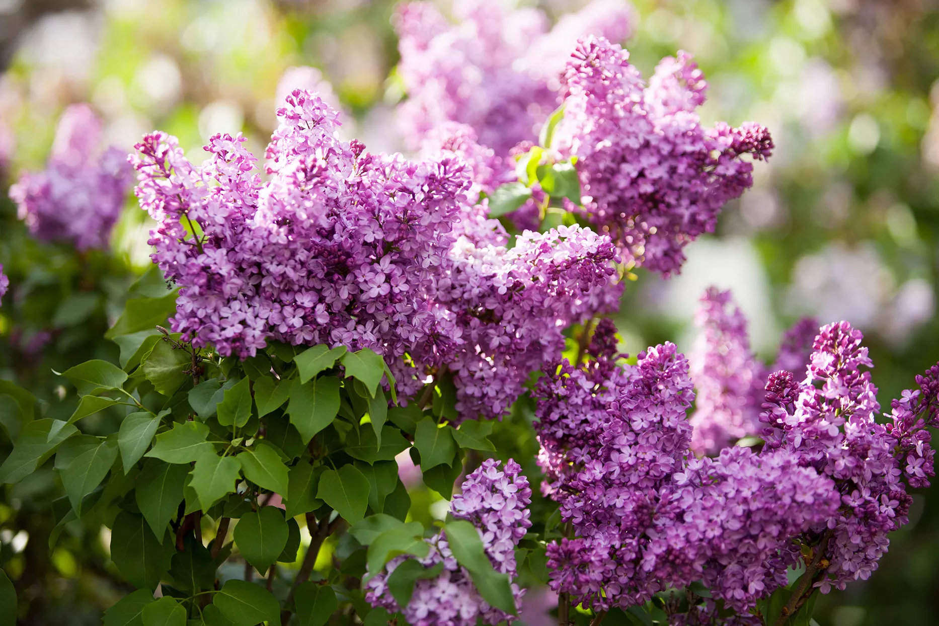 purple lilac