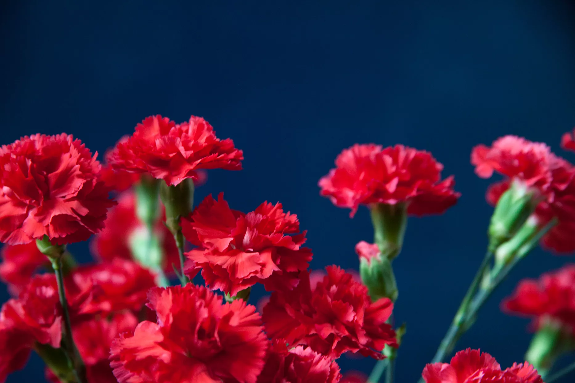 red carnations