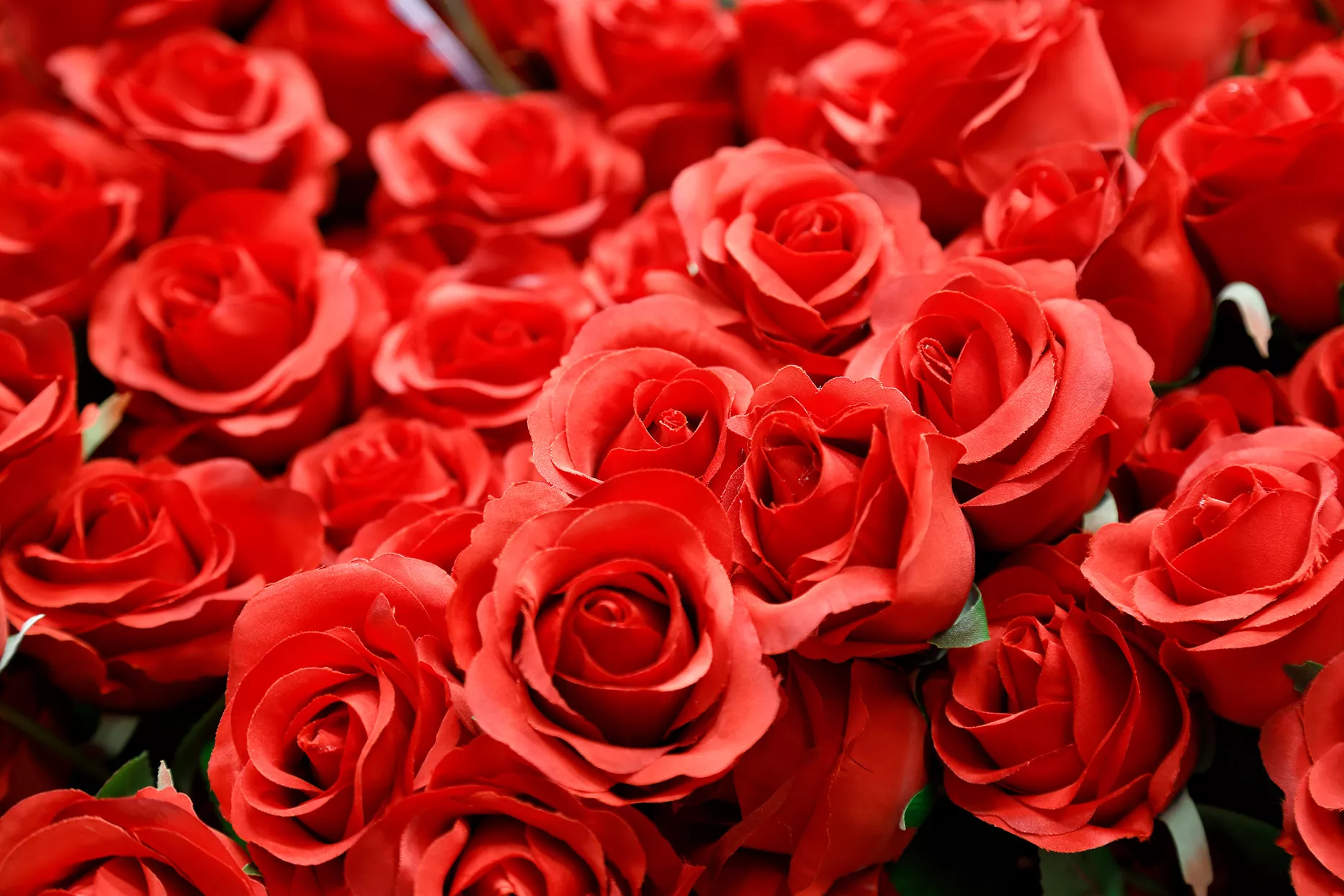 red roses