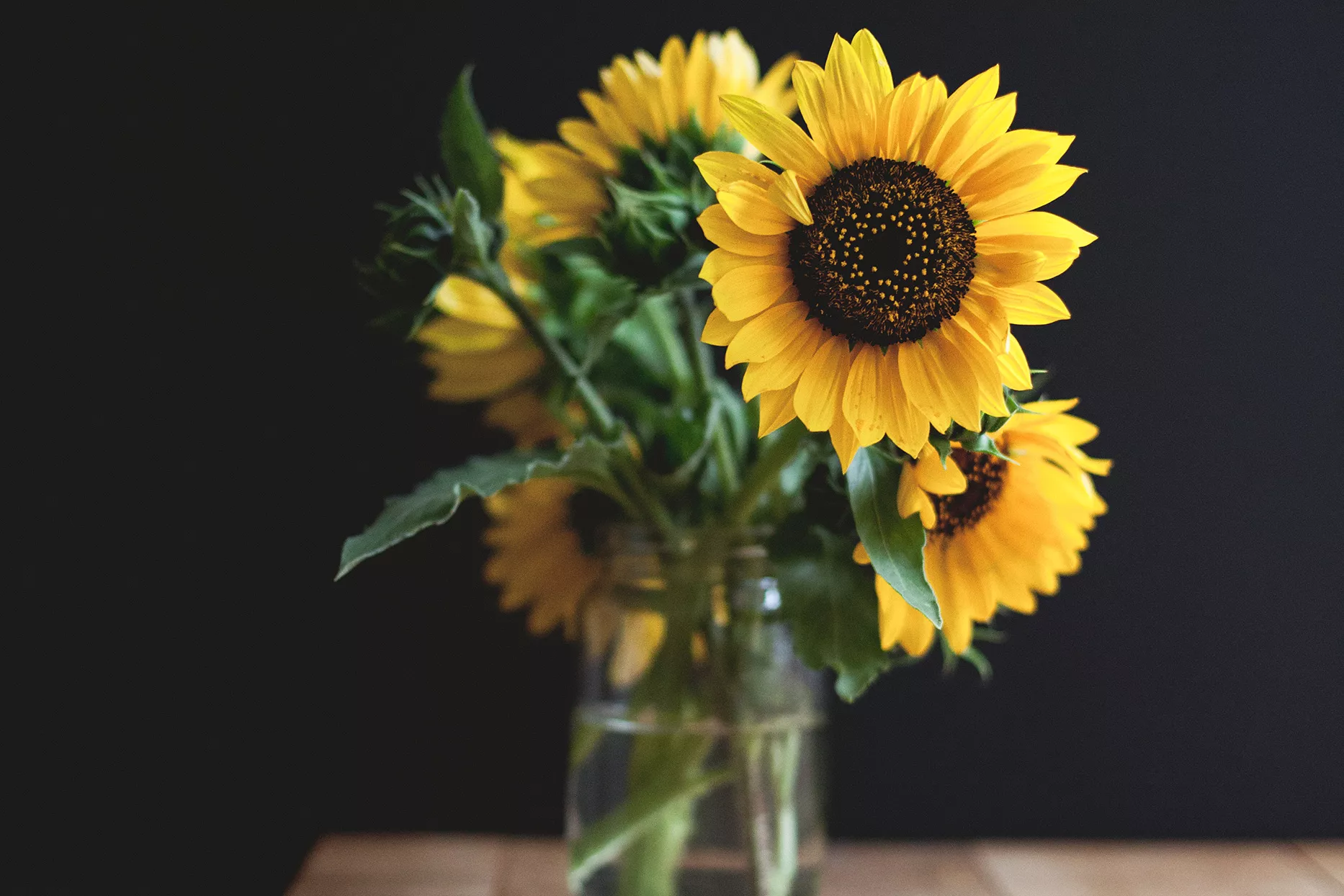 sunflowers in mason jar on table with dark background and high depth of field