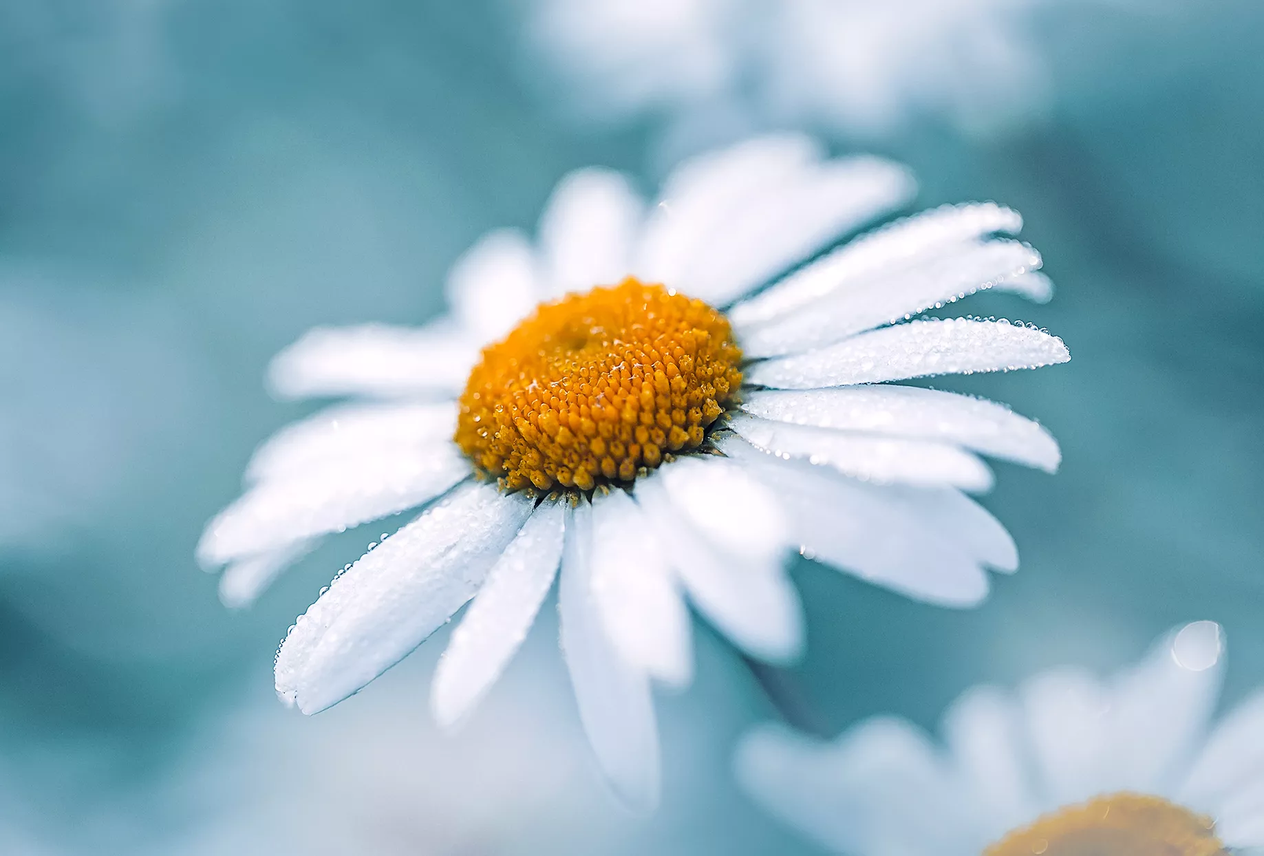 white daisies