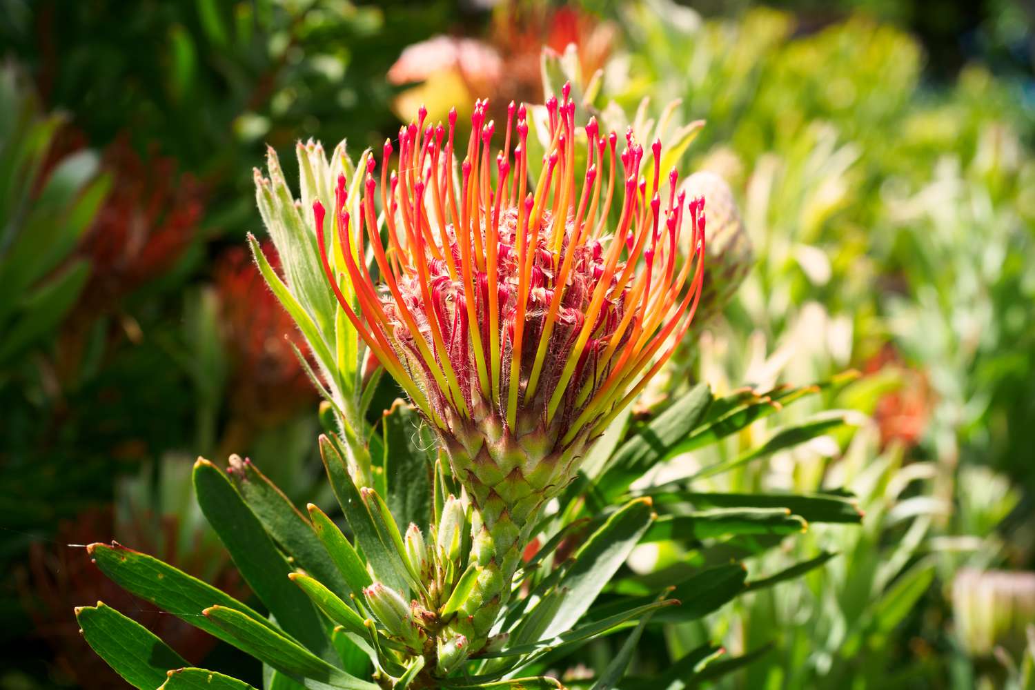 Protea plant with orange-red goblet-shaped bracts on flower stem