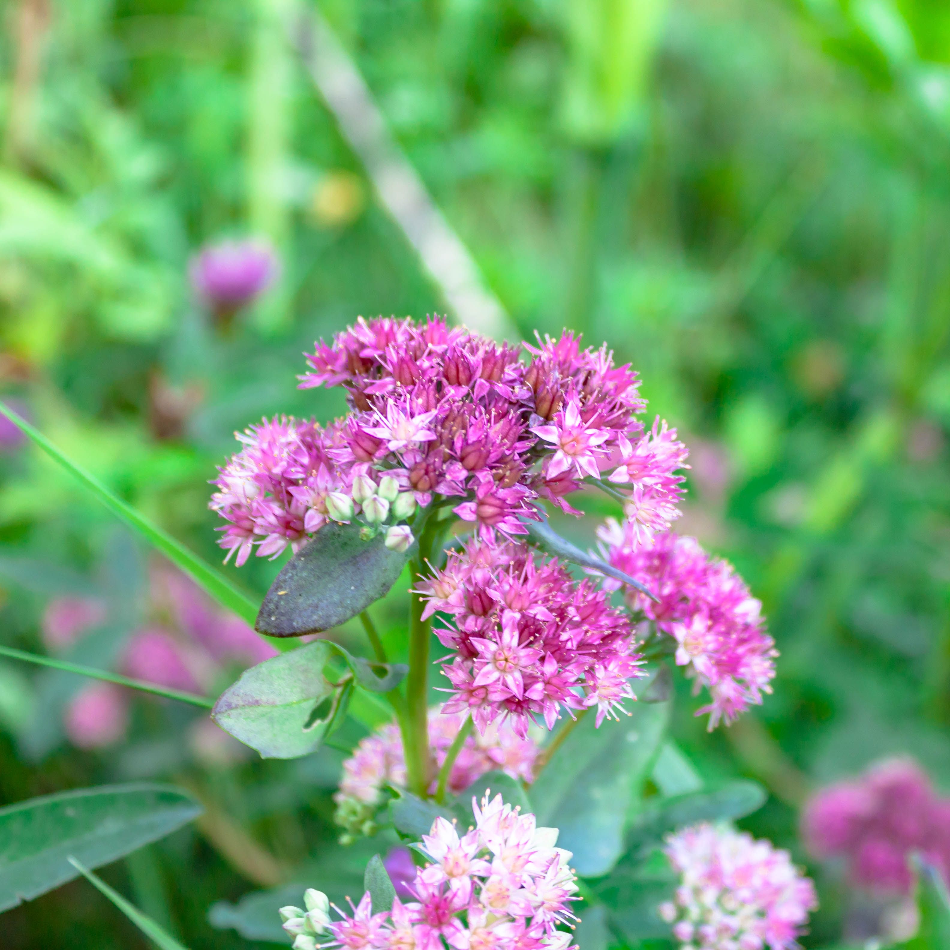 purple alpine garden plant hylotelephium triphyllum sedum stonecrop close up macro nature background