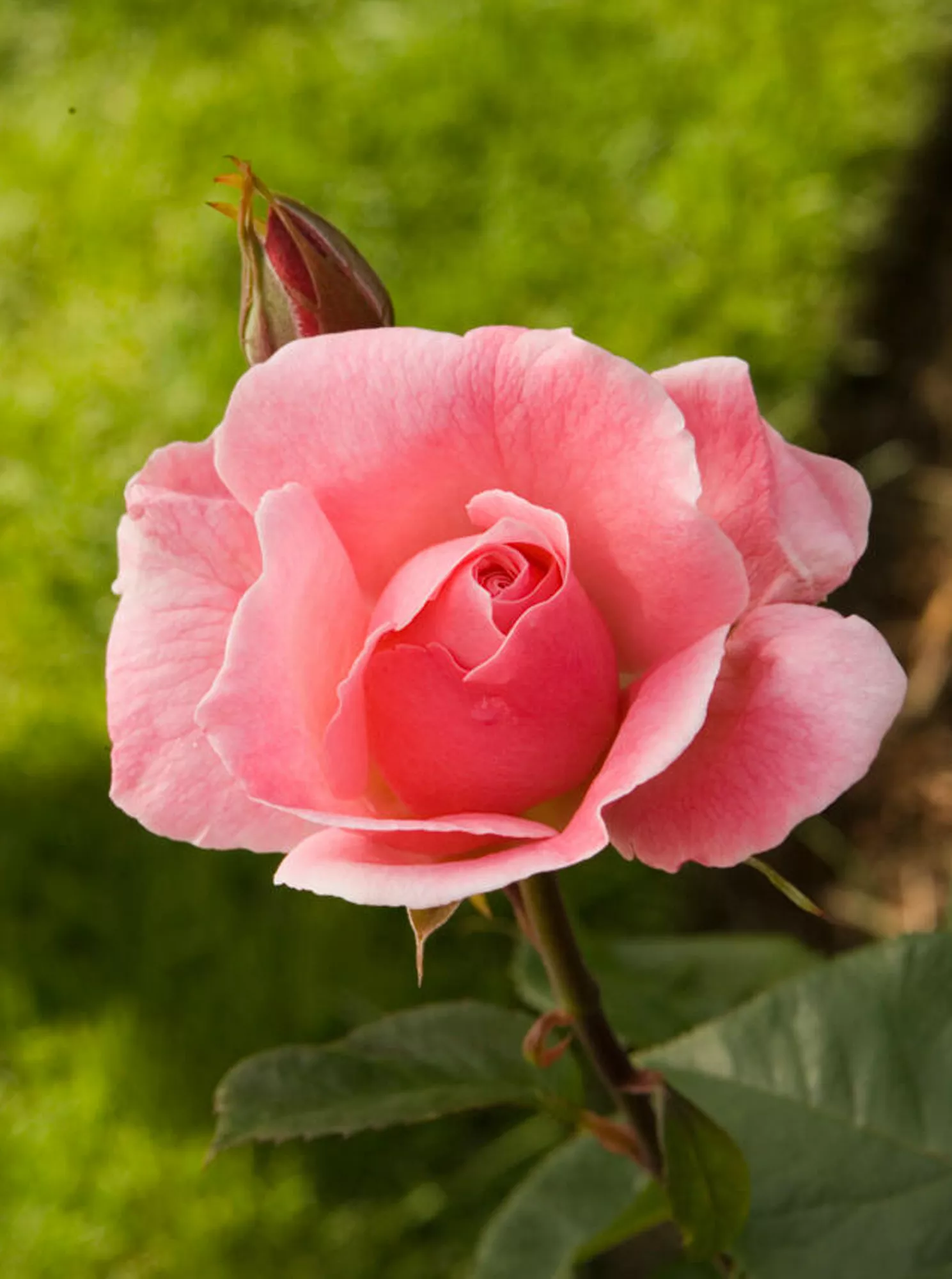 pink Queen Elizabeth rose