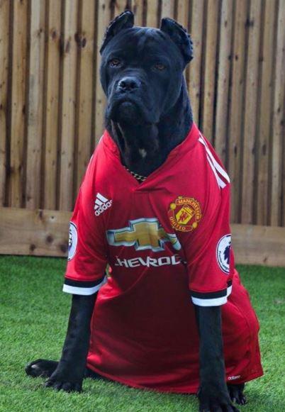 Manchester United star Marcus Rashford posts picture of his new dog Saint in a club shirt | The Sun