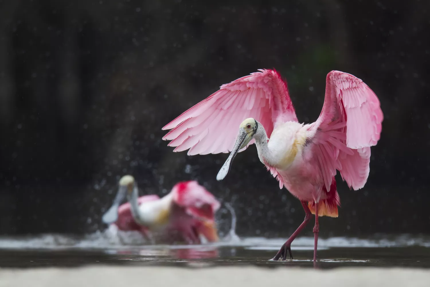 Roseate spoonbills bathing