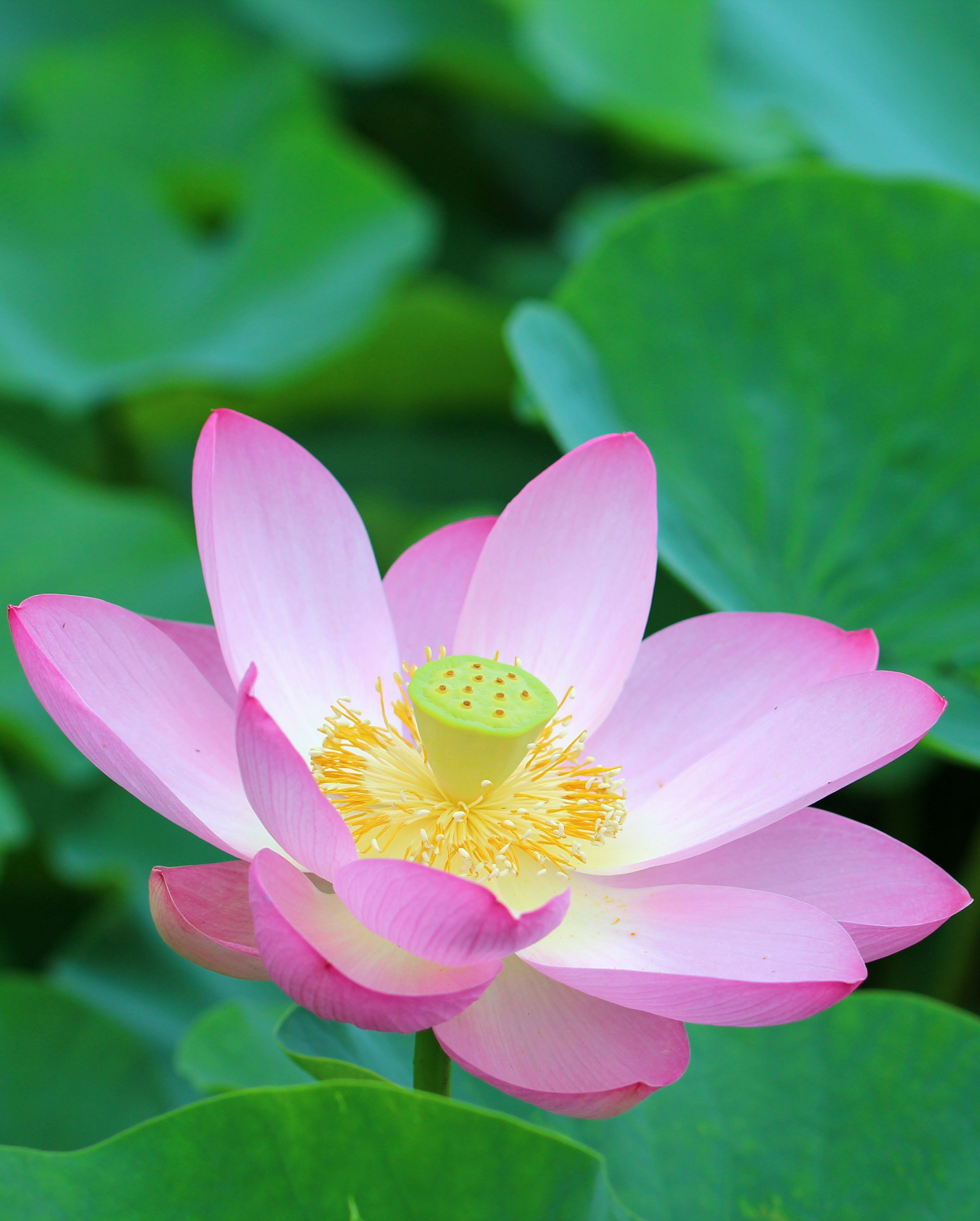 sacred lotus flower