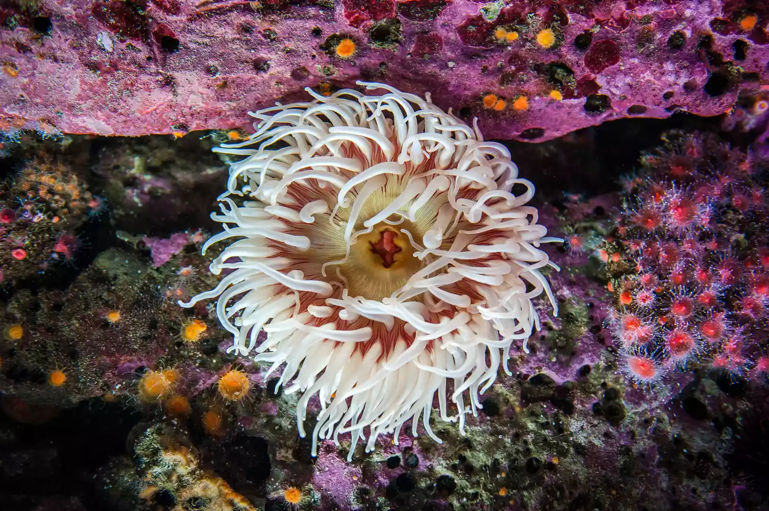 sea anemone