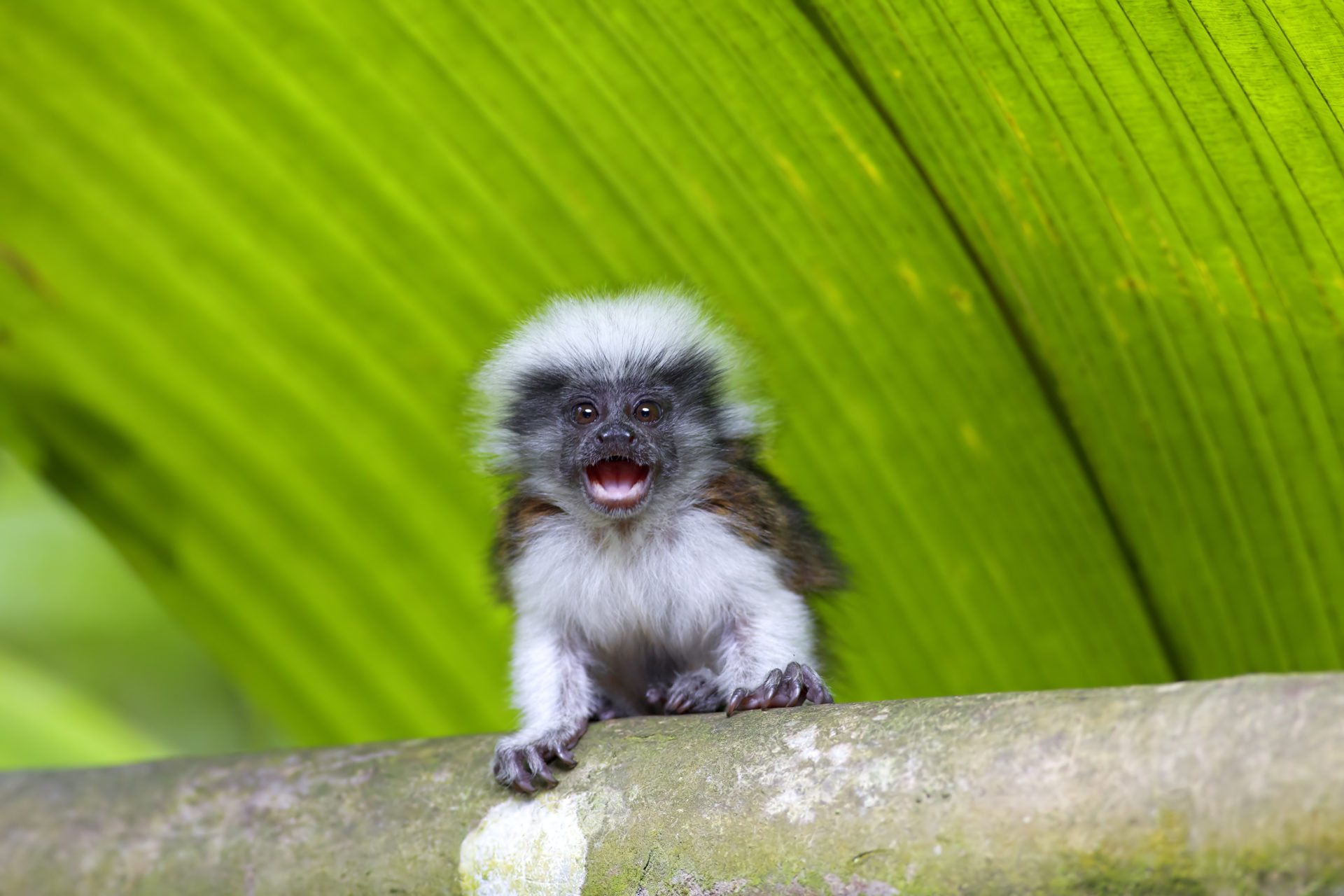 cotton top tamarin baby