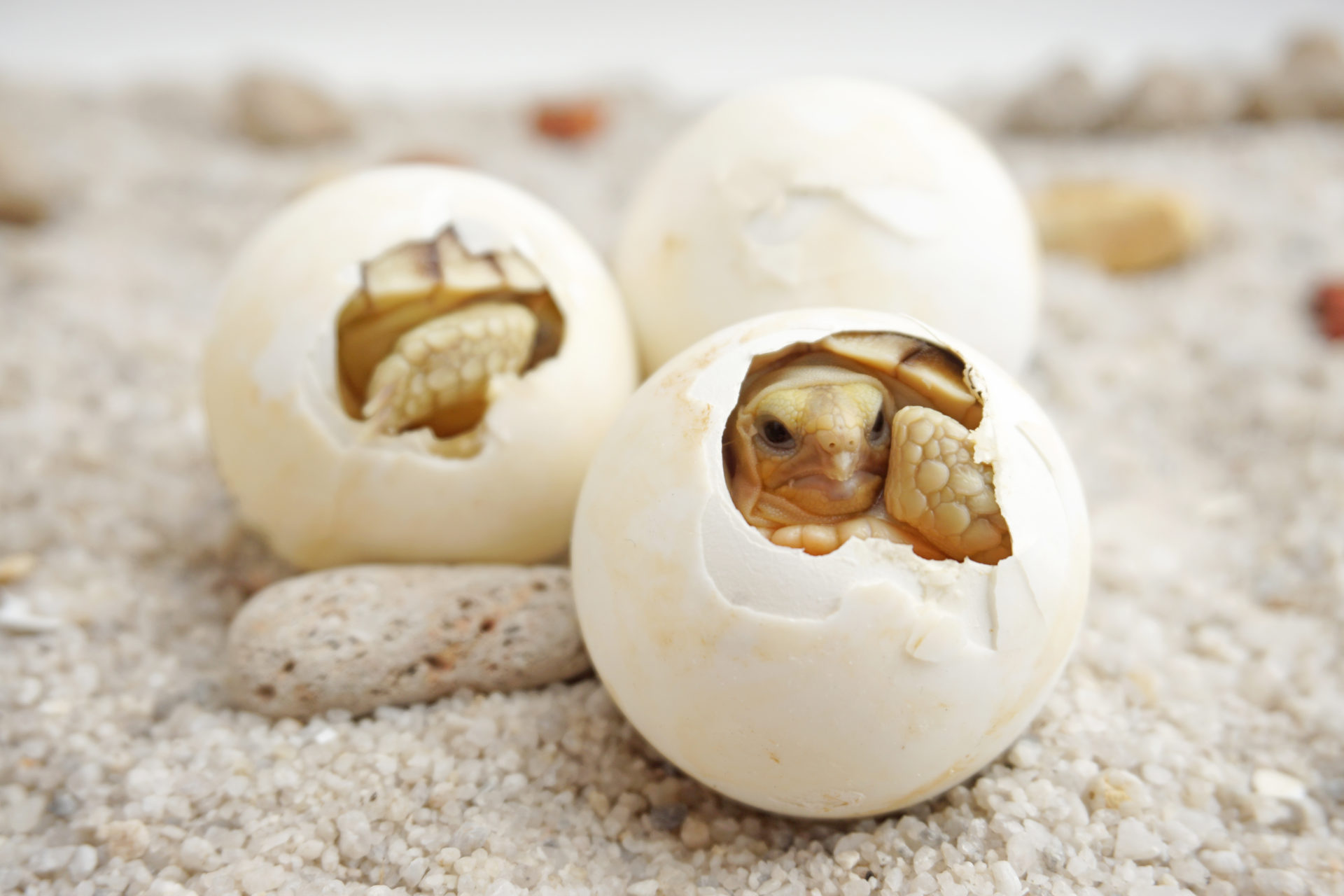 baby turtle hatching