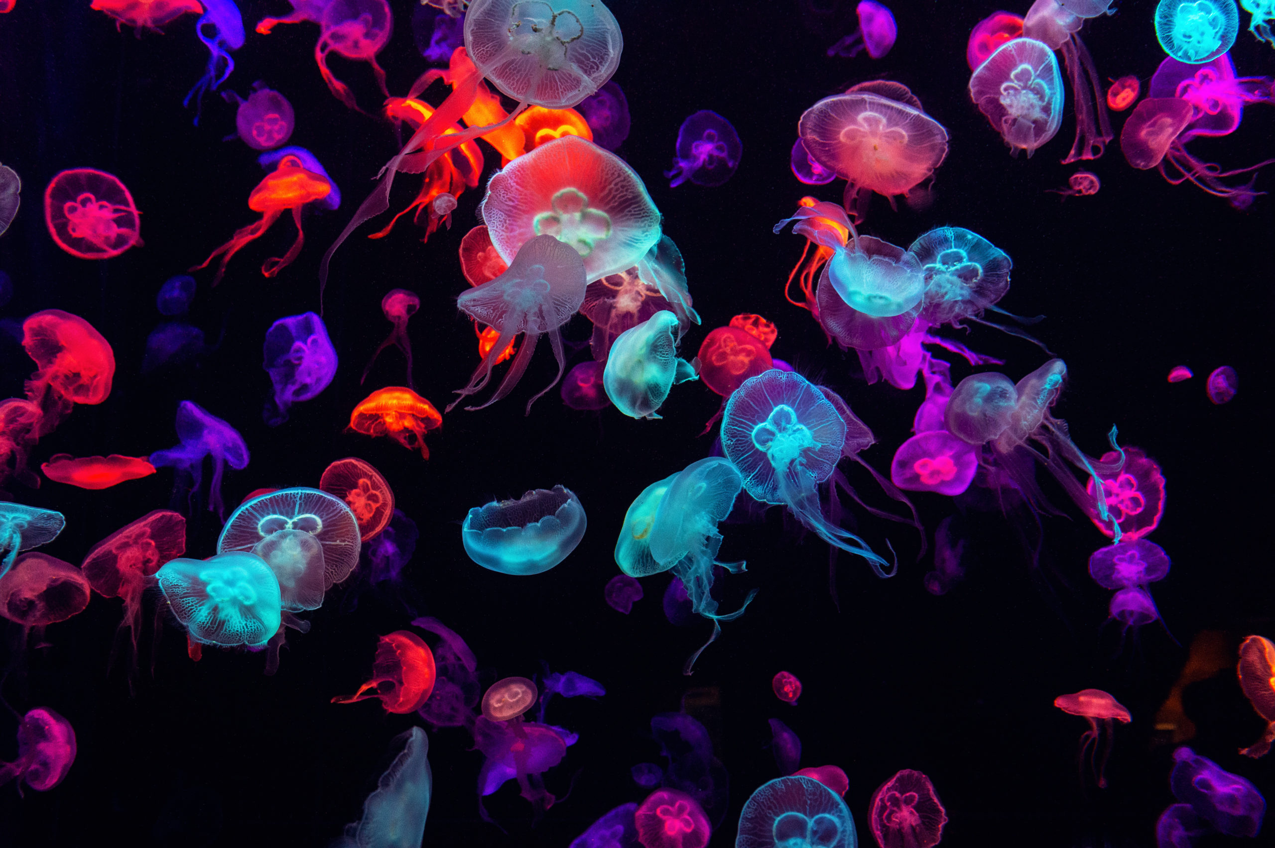 glow-in-the-dark jellyfish