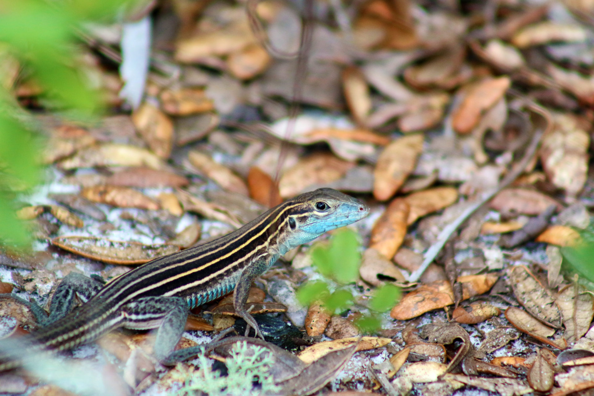 skink lizard