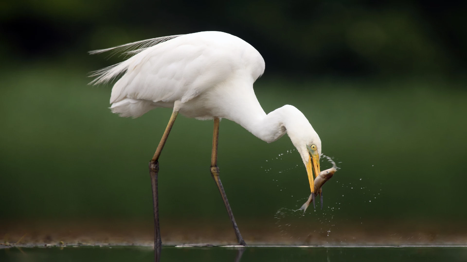 the great egret