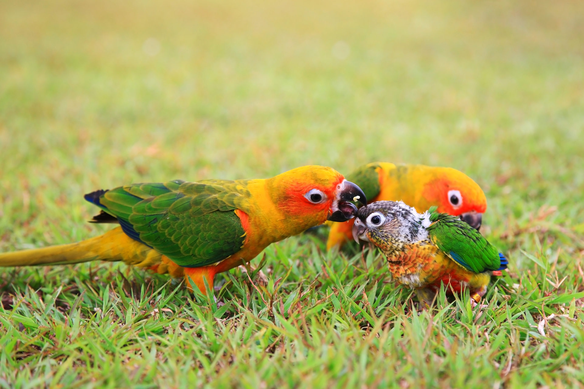 baby parrot